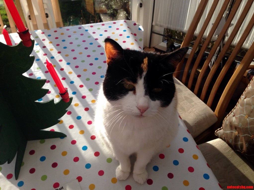 My Cat Lilly on Christmas Day.