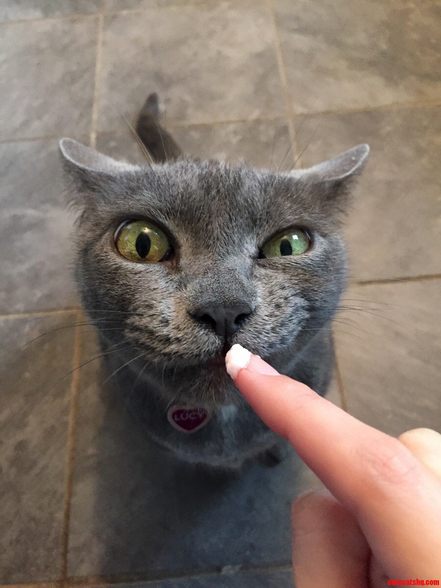 My Cat Loves Yogurt