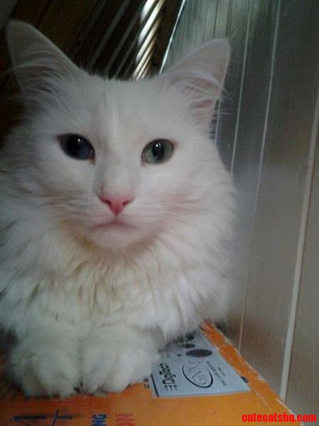 My Cat Luxurious