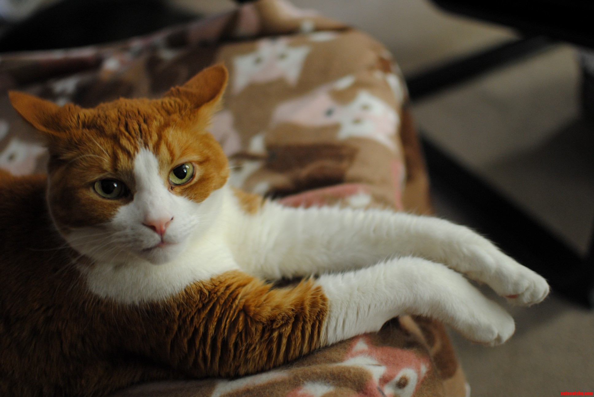 My Cat Maxwell Chilling Out in a Chair.