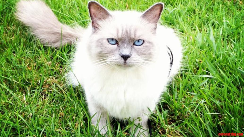 My Cat Sally Her First Time on