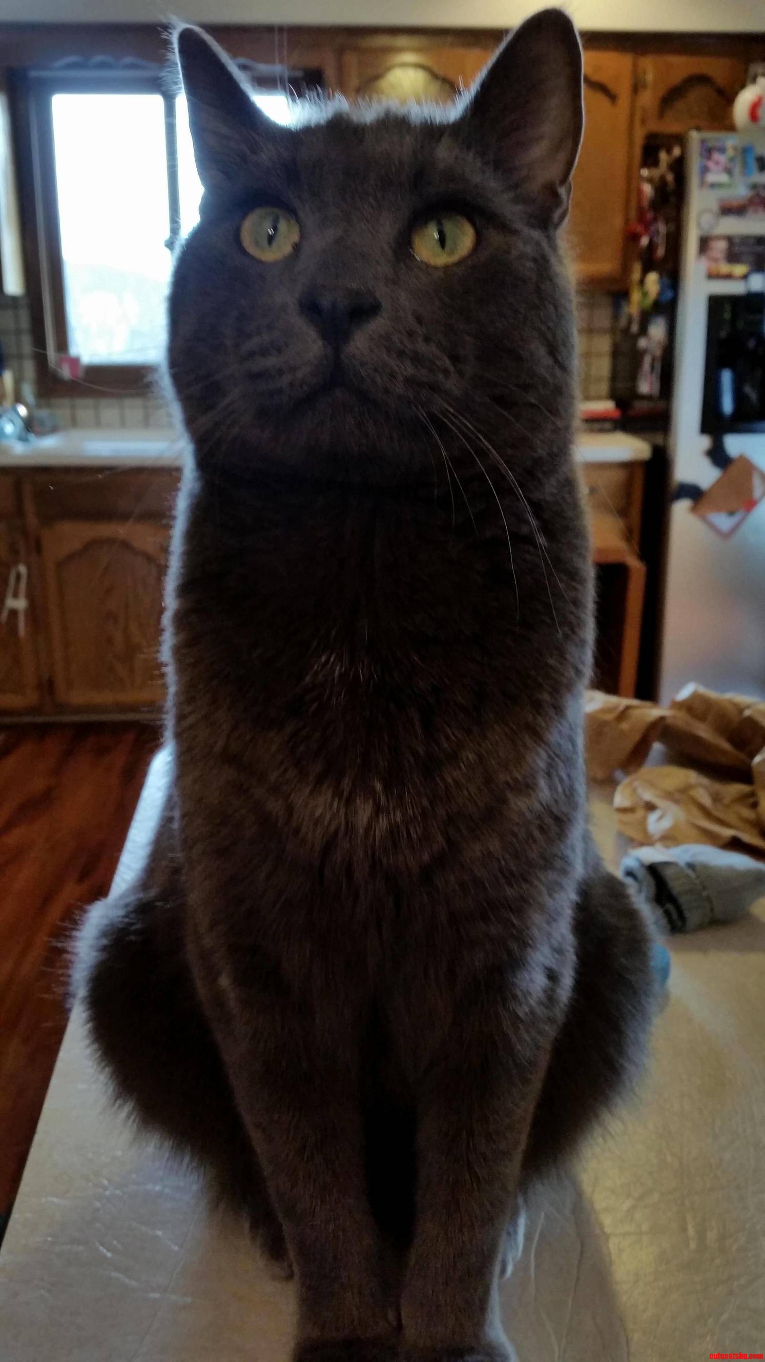 My Cat Tibbs Likes to Pose Forthe Camera on Occasion