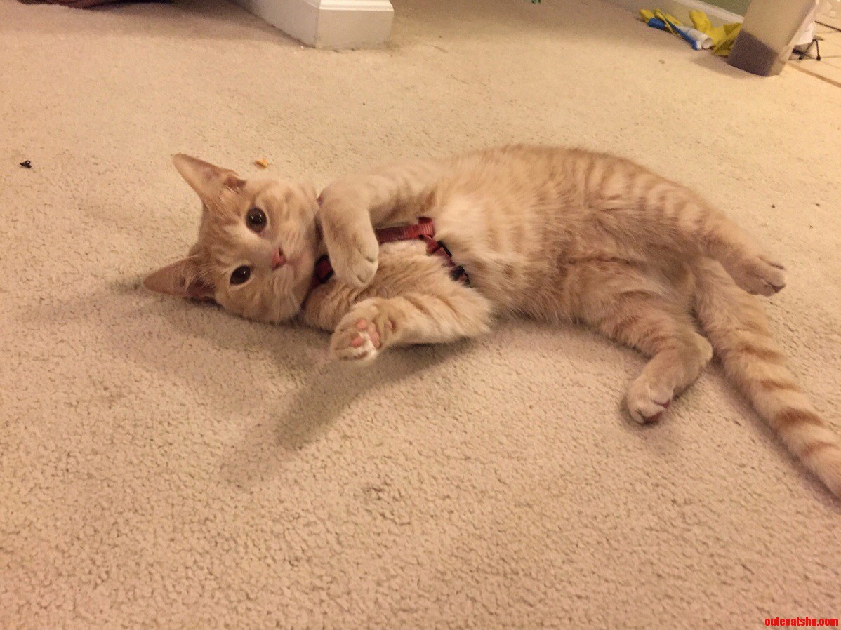 My Cat Was Not Amused That I Put the Dog Harness on Him.
