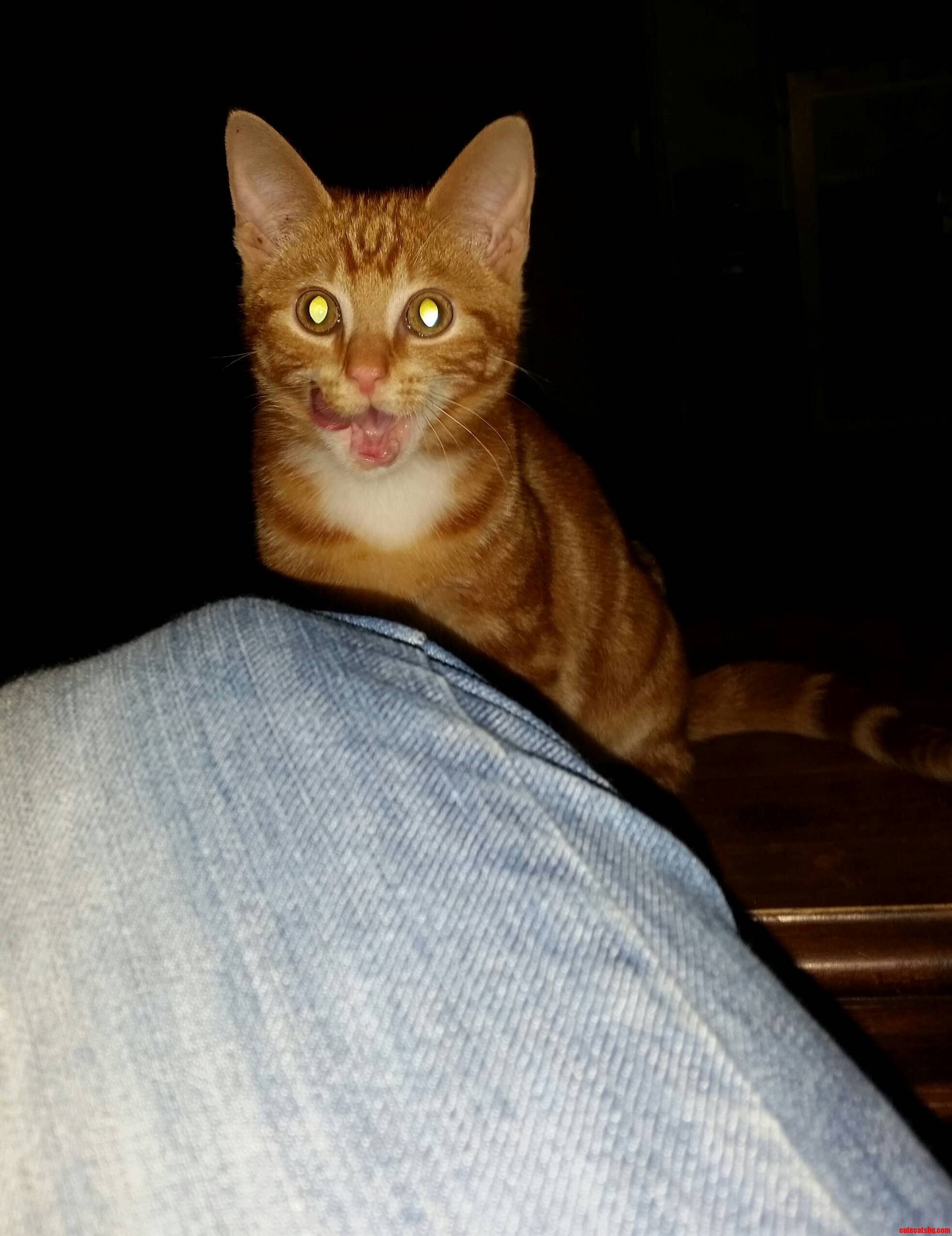 My Cat When Im Trying to Eat Anything