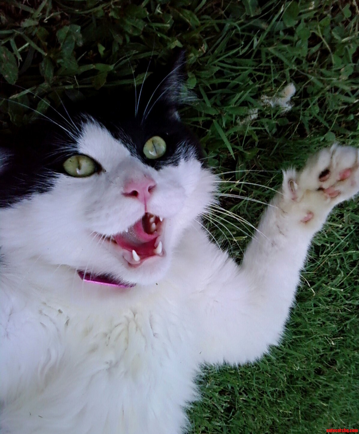 My Cat...hes Diffrent. I Love Him Though.