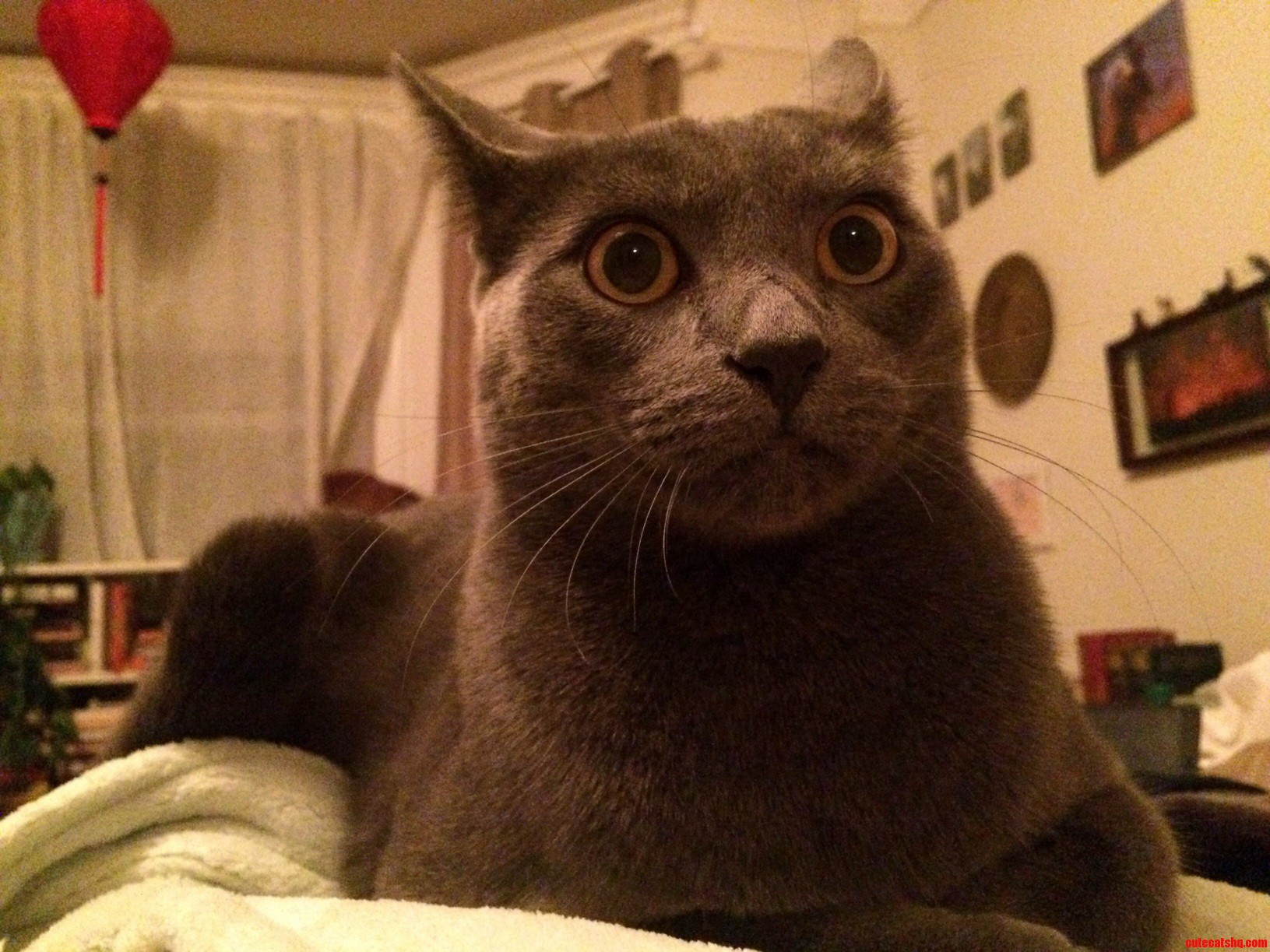 My Cats Face When New Years Eve Fireworks Began.