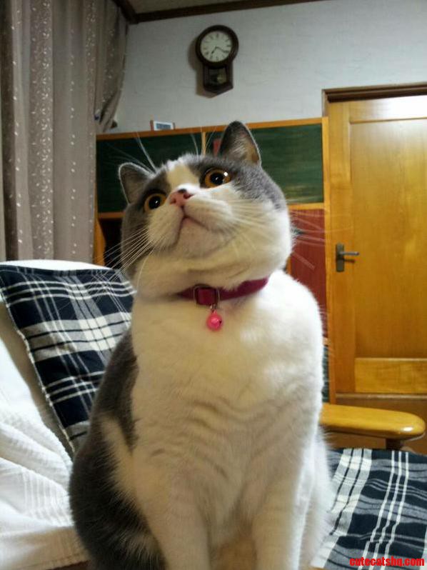 My Cats Funny Face for Your Next Meme