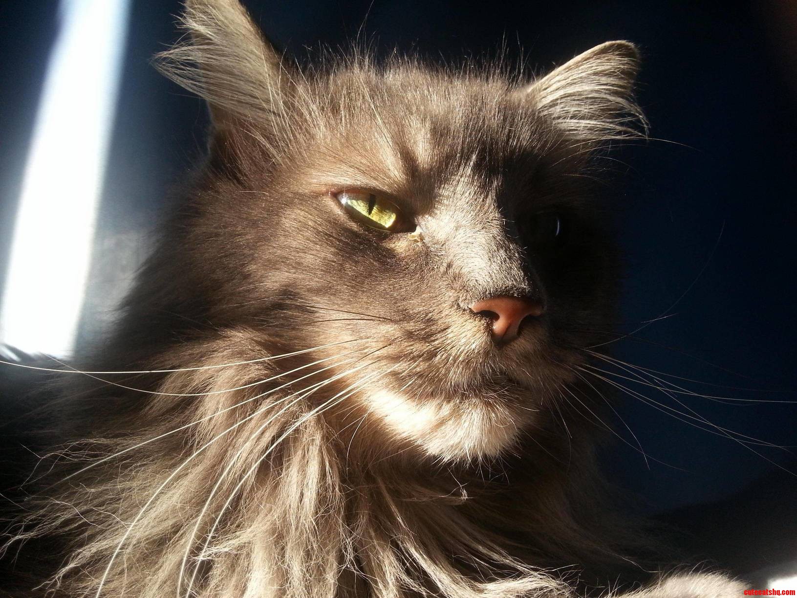 My Cats New Years Resolution - Eat Less Soft Food