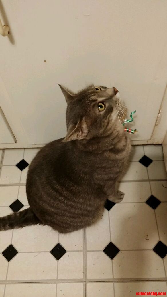 My Christmas Cat