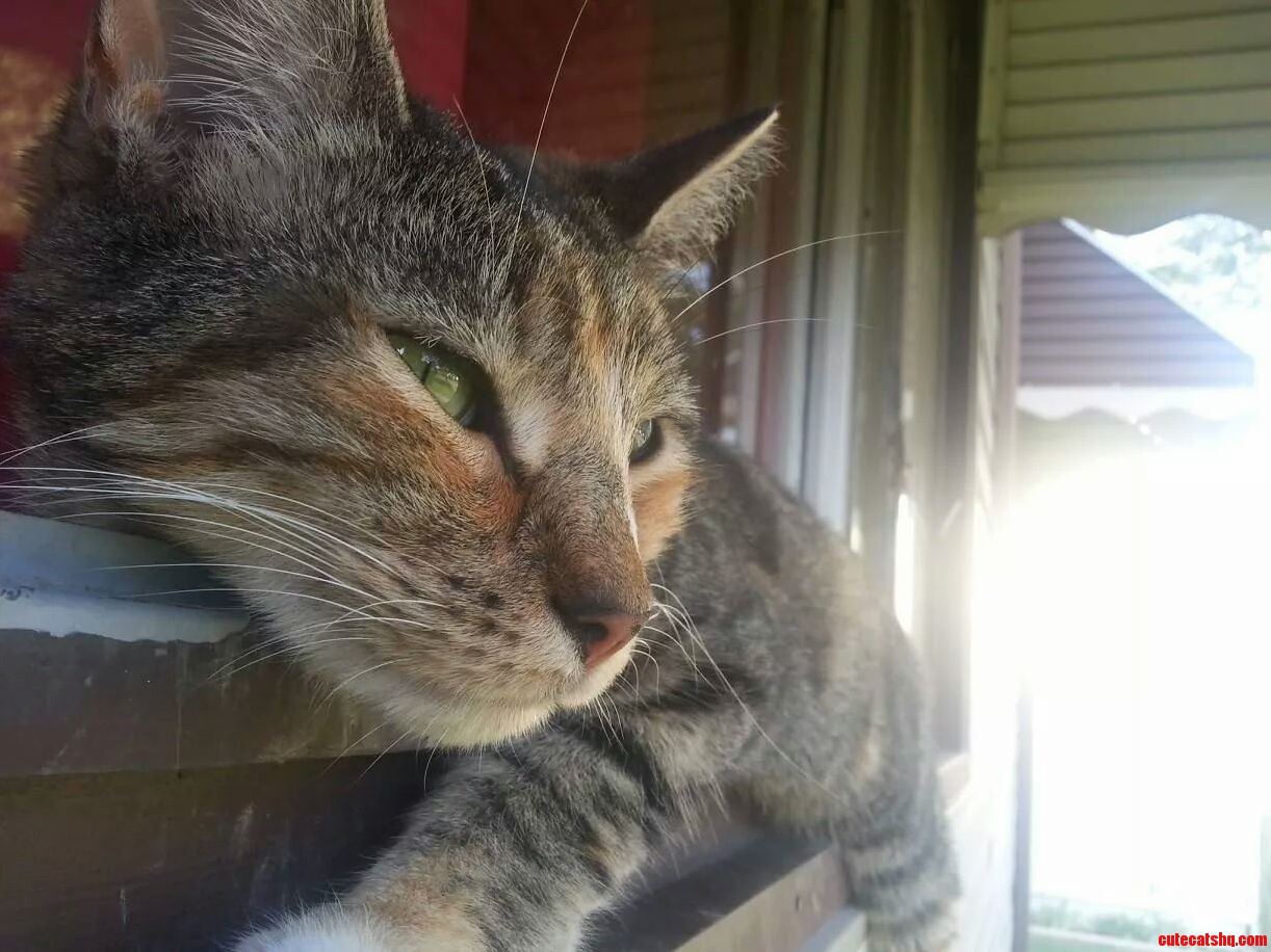 My Comfy Kitty Trying to Bath in the Sunlight and Sleep