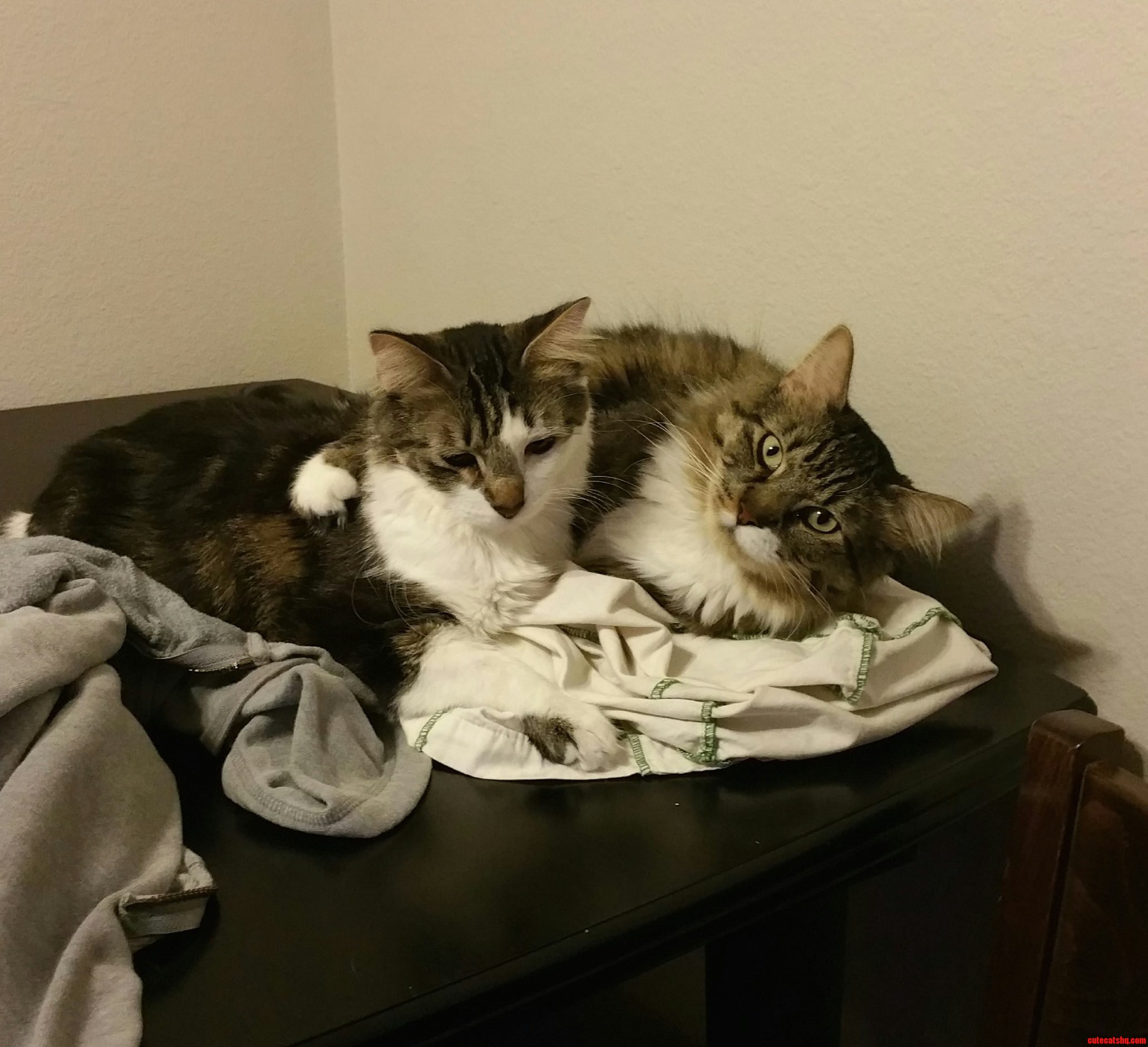 My Cuddly Kitties