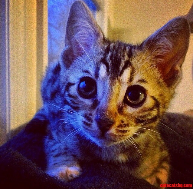 My Curious Kitten Sheeva.