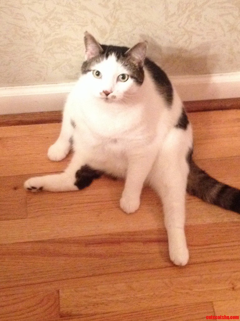 My Fat Cat Shack. Can You See the Look of Disgust for His New Years Diet