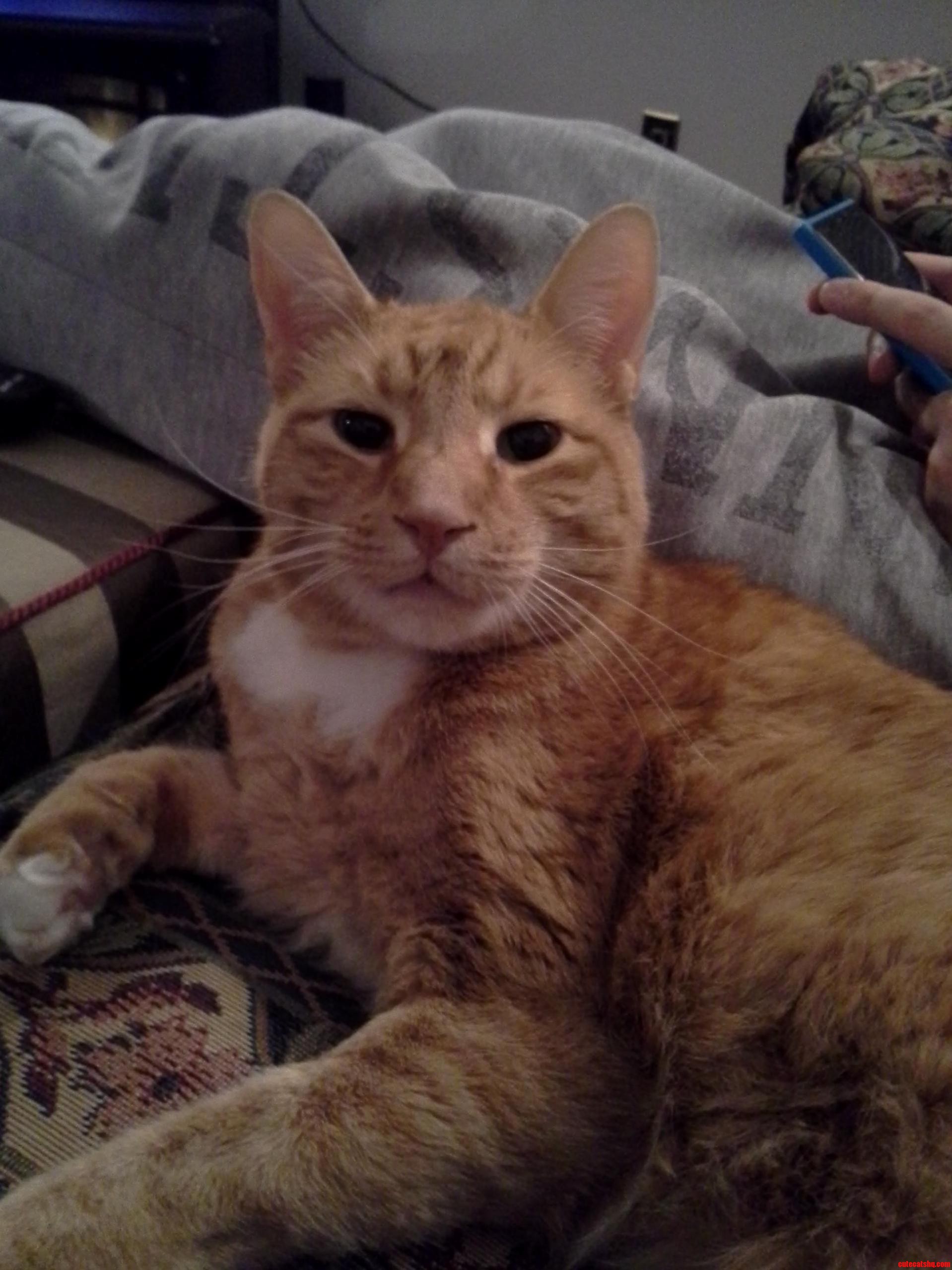 My Favorite Cat Jack