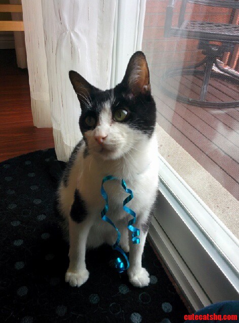 My Festive Cat
