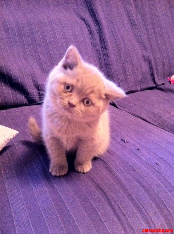 My First Cat Turr N