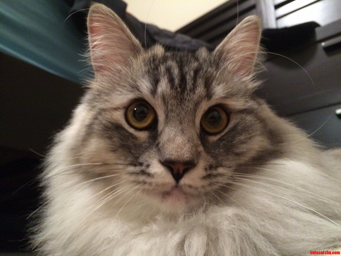 My Friends Cat Named Zoe Shes Alarmingly Fluffy.