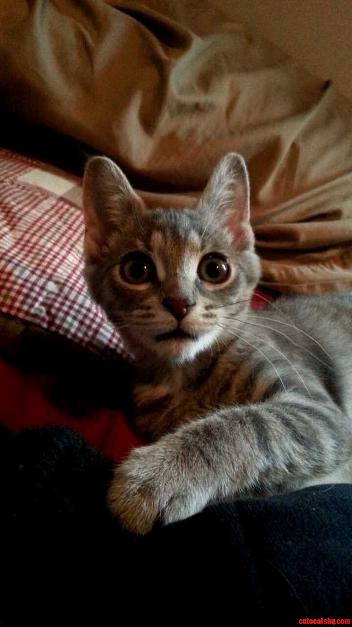 My Girl Lilah -