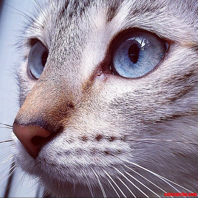 My Girlfriends Bengal Yeti.