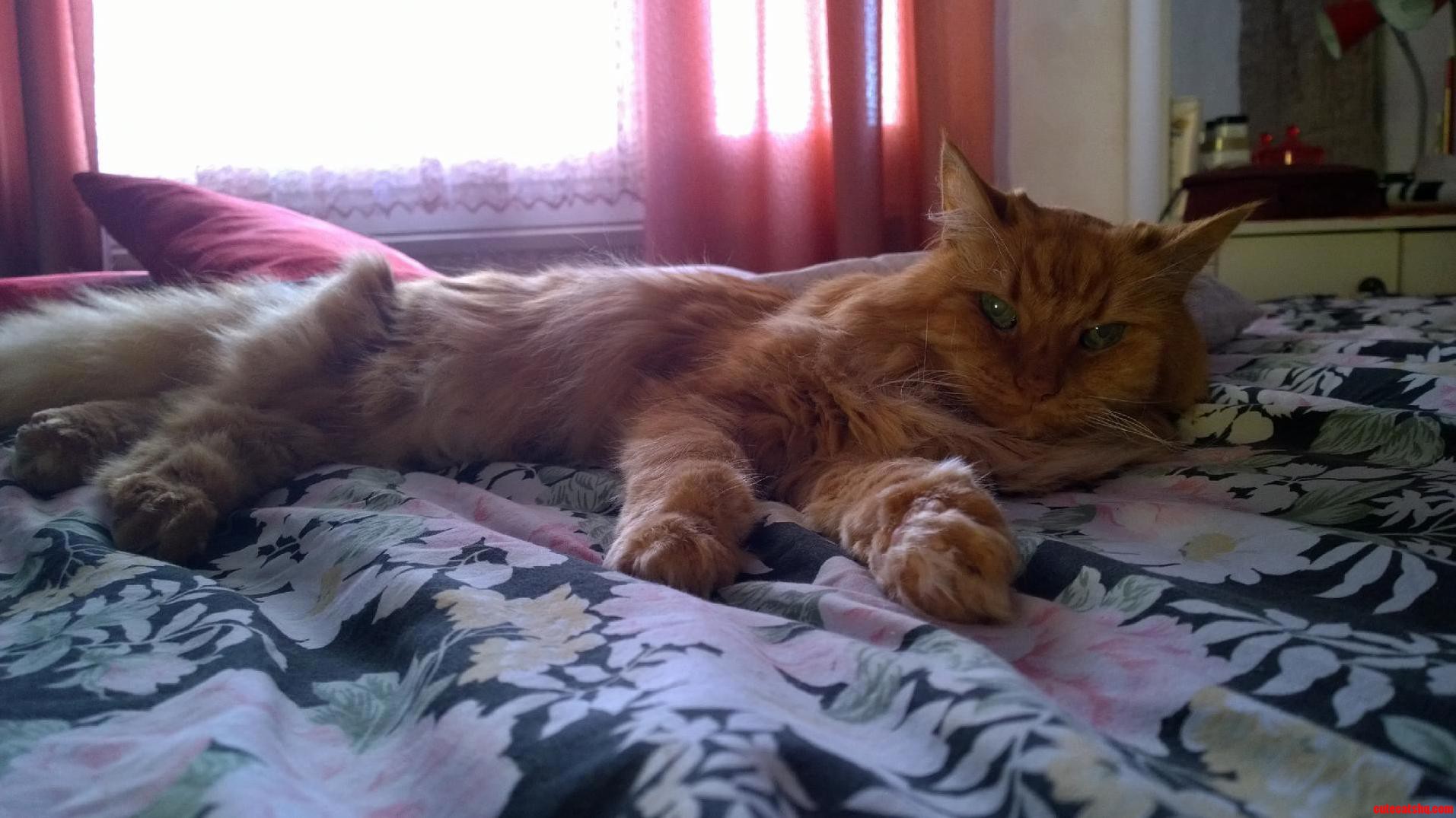 My Grandparents Cat. Hes 18 Years Old and Very Fluffy.