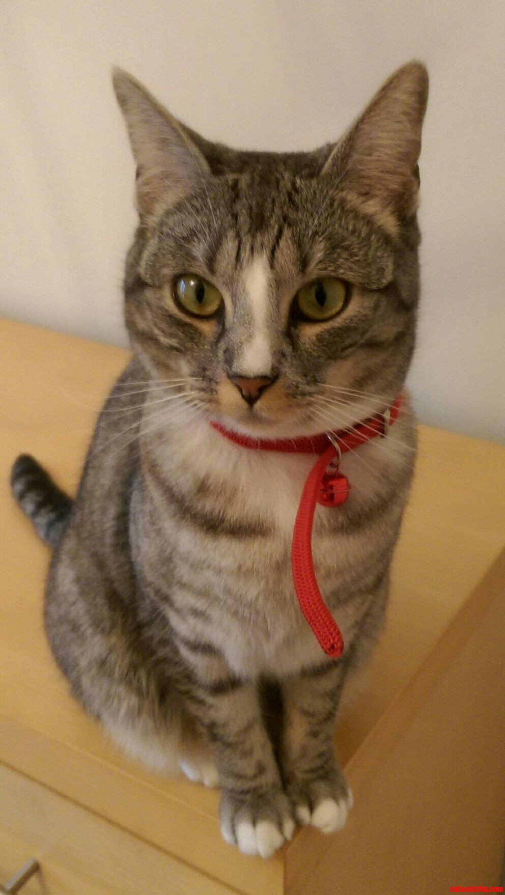 My Half Bengal Watching Me Do Diy.