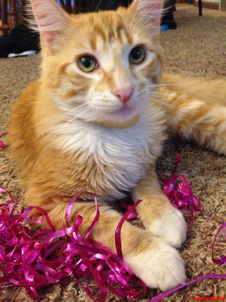 My Handsome Baby 3