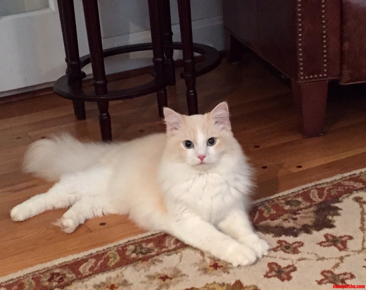 My Handsome Ball of Fluff