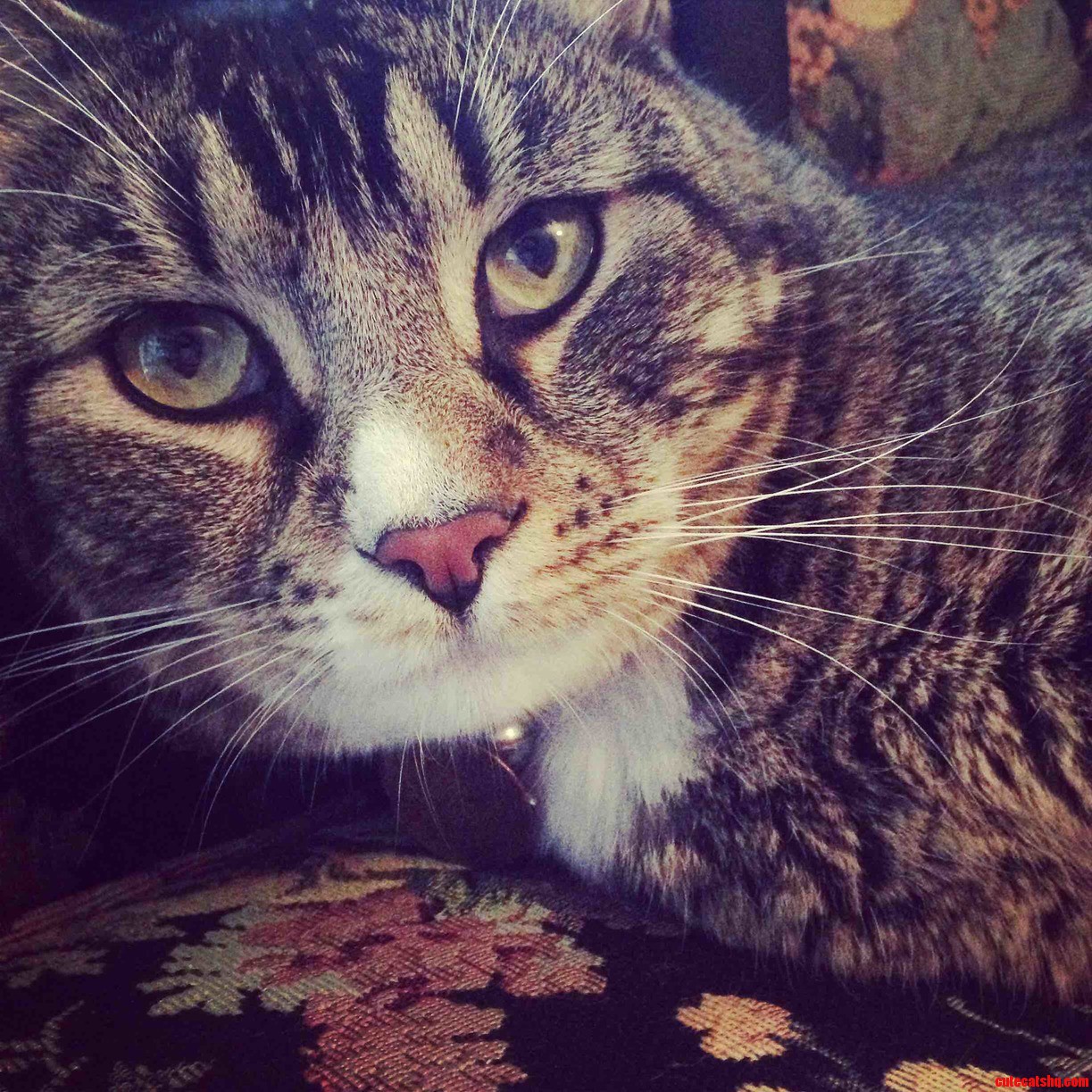 My Handsome Monster