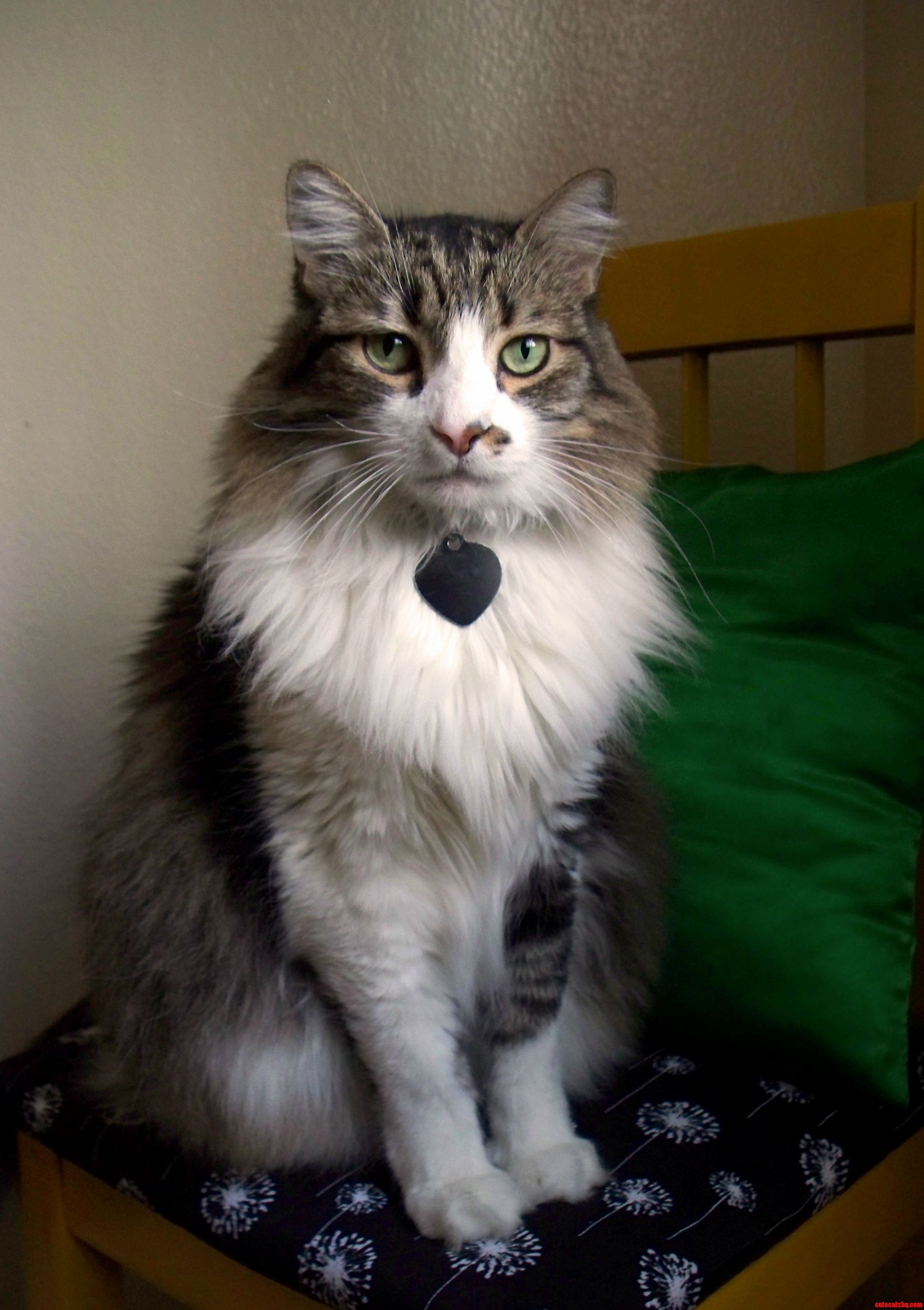 My Indifferent Cat Sitting for a Picture.