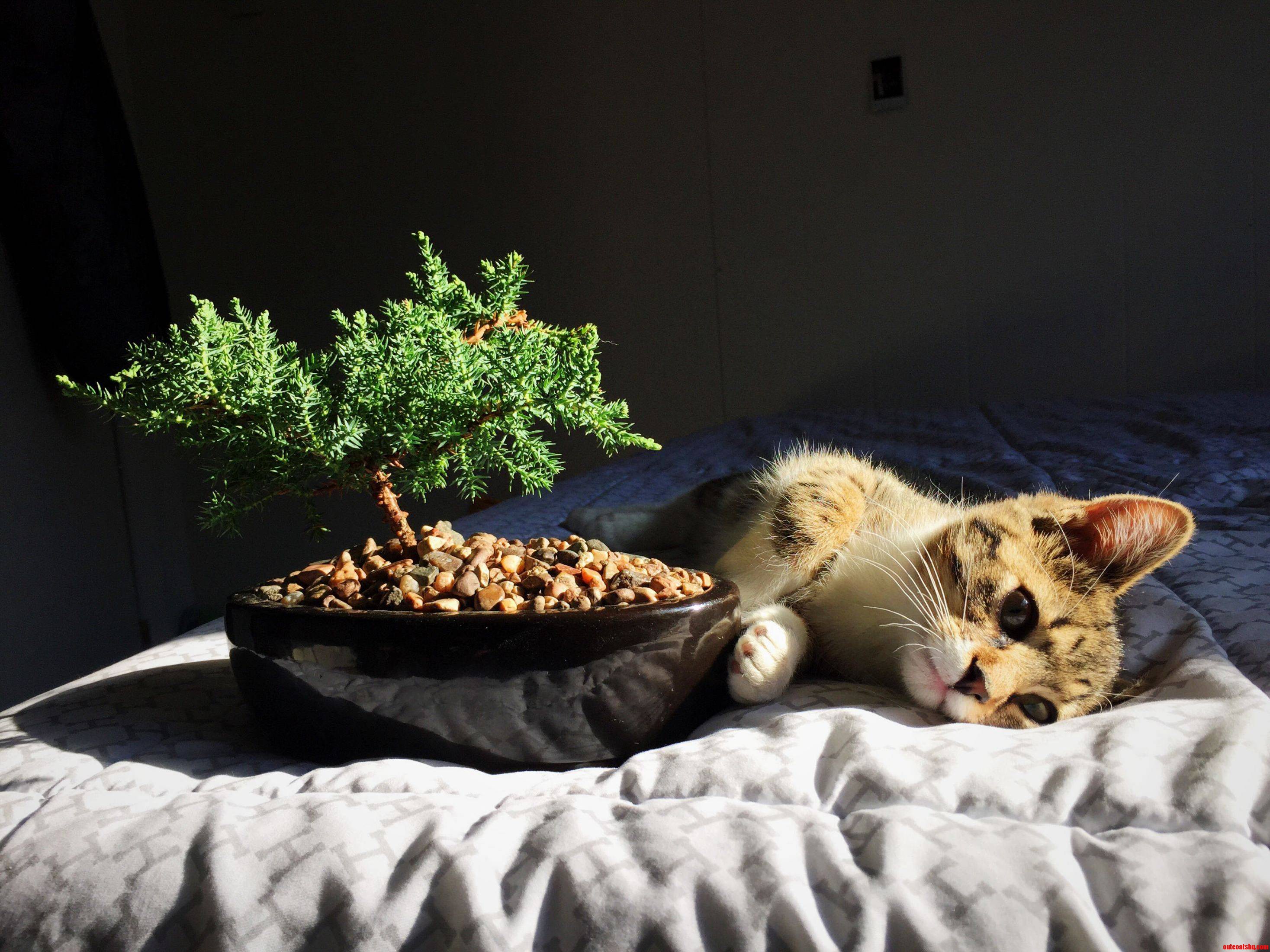 My Kitty by a Bonsai Tree