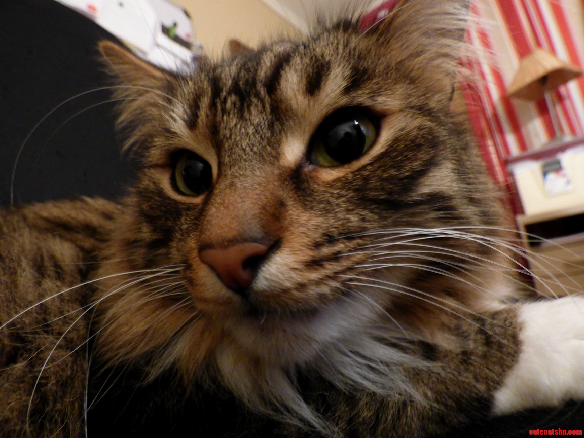 My Kitty Kat Charlie