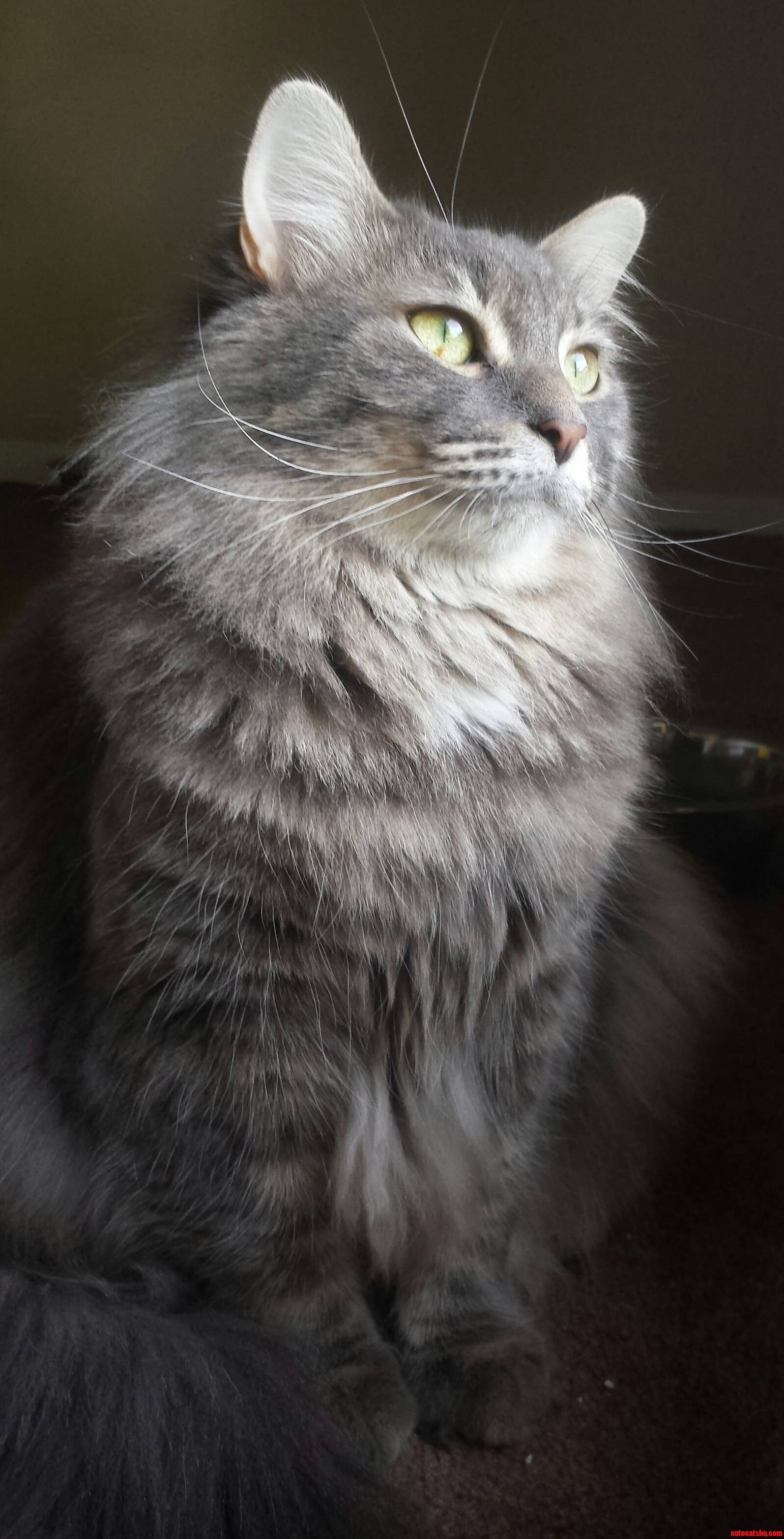 My Majestic Fluffbutt