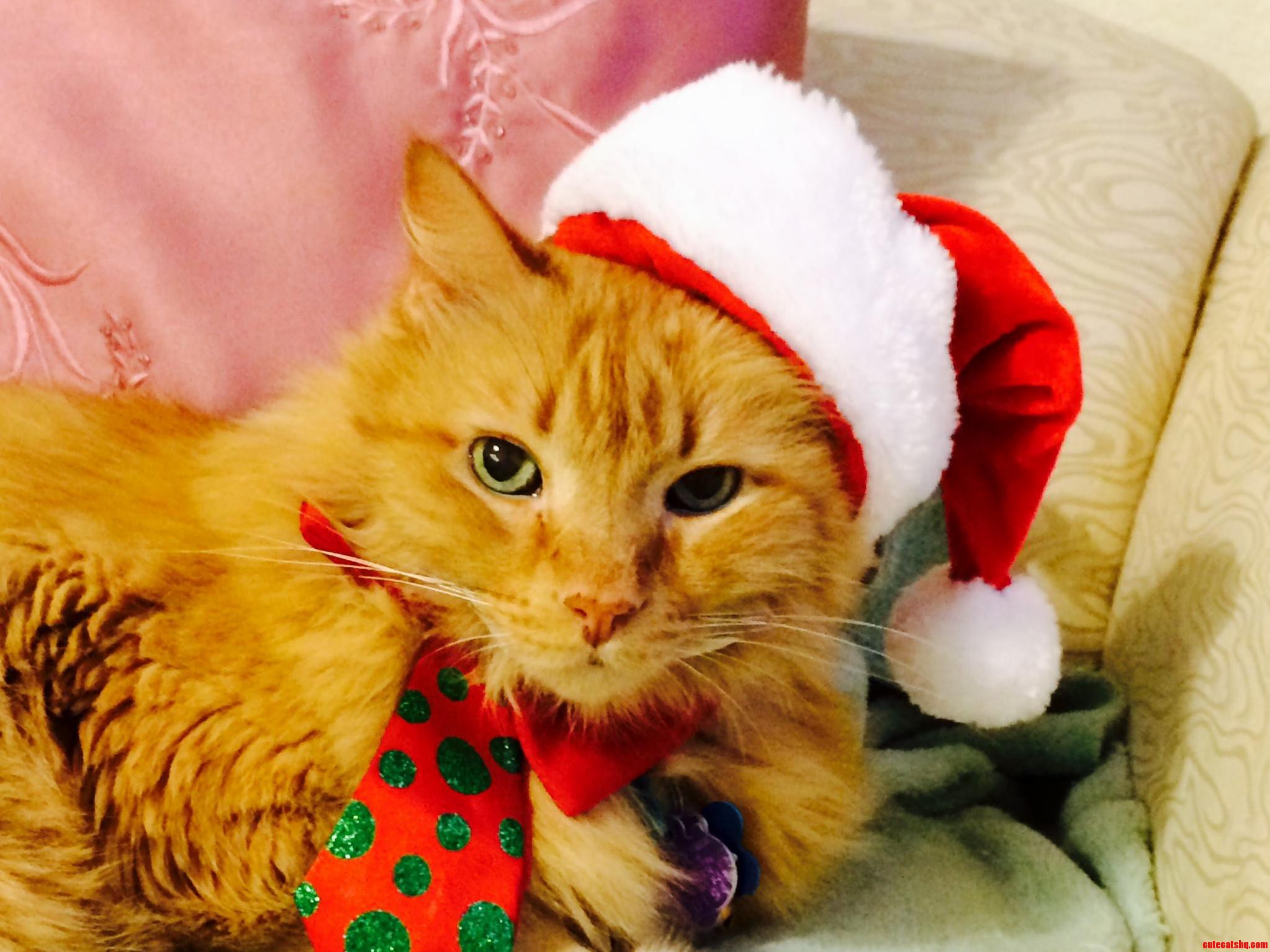 My Mothers Cat Garfield Has Totally Given Up.