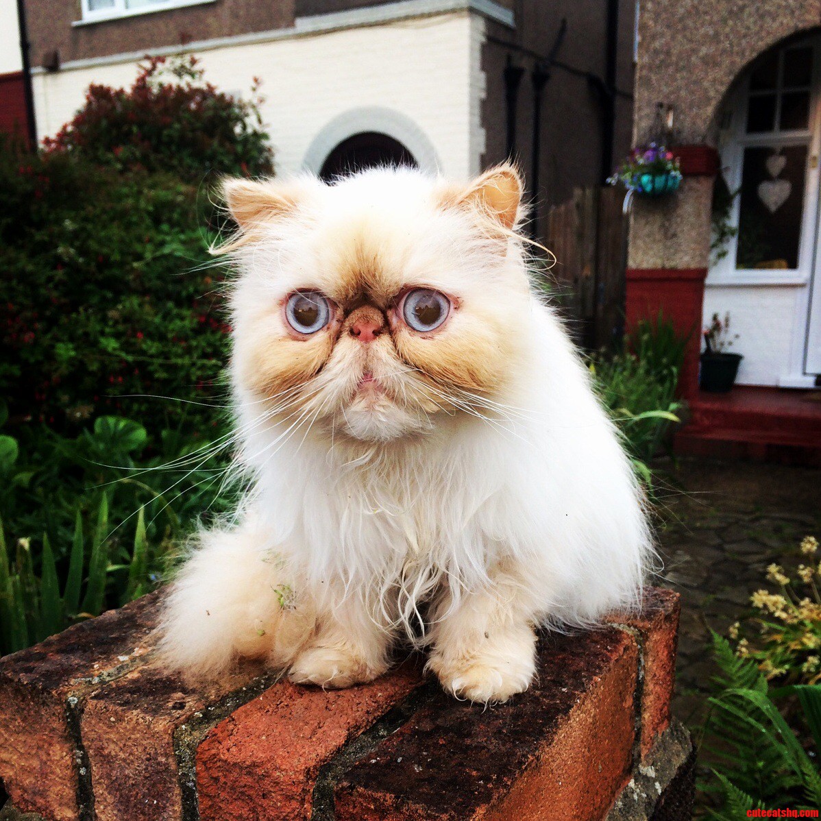 My Neighbours Cat Always Looks Surprised