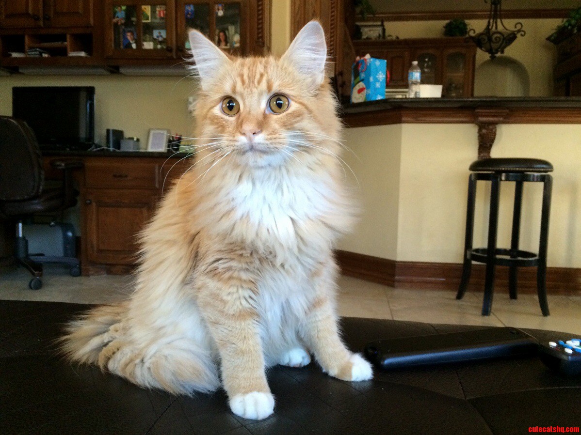 My Nephews Kitten Again - All Grown Up...