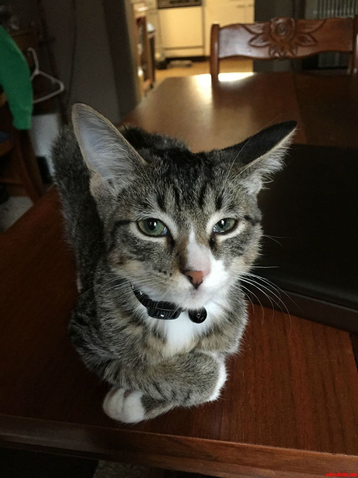 My New Kitten Obie Oberyn