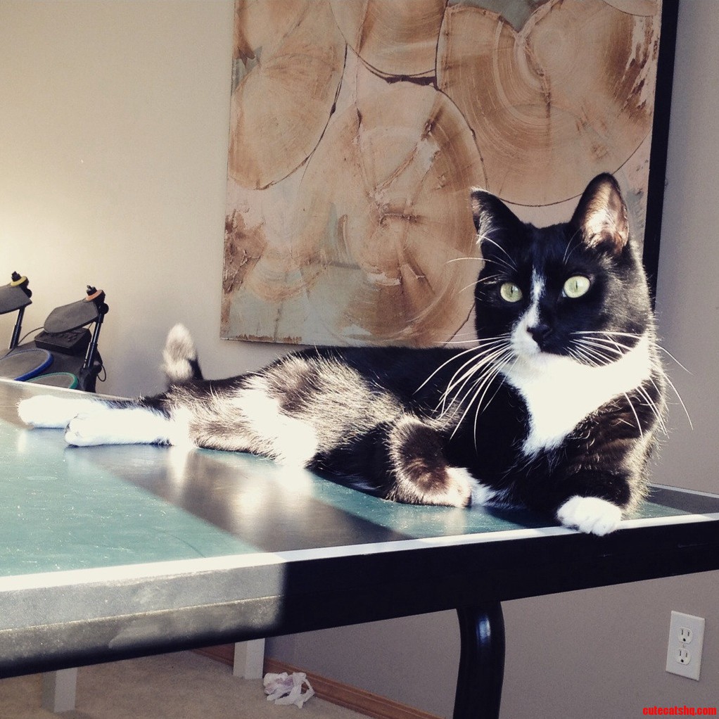 My Parents Cat Looking Majestic