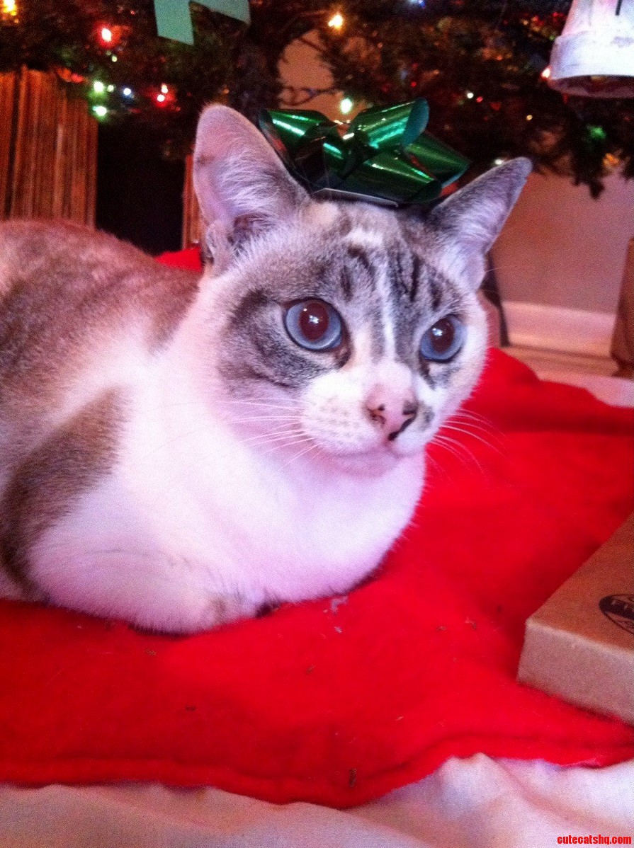 My Pretty Lady Under the Christmas Tree