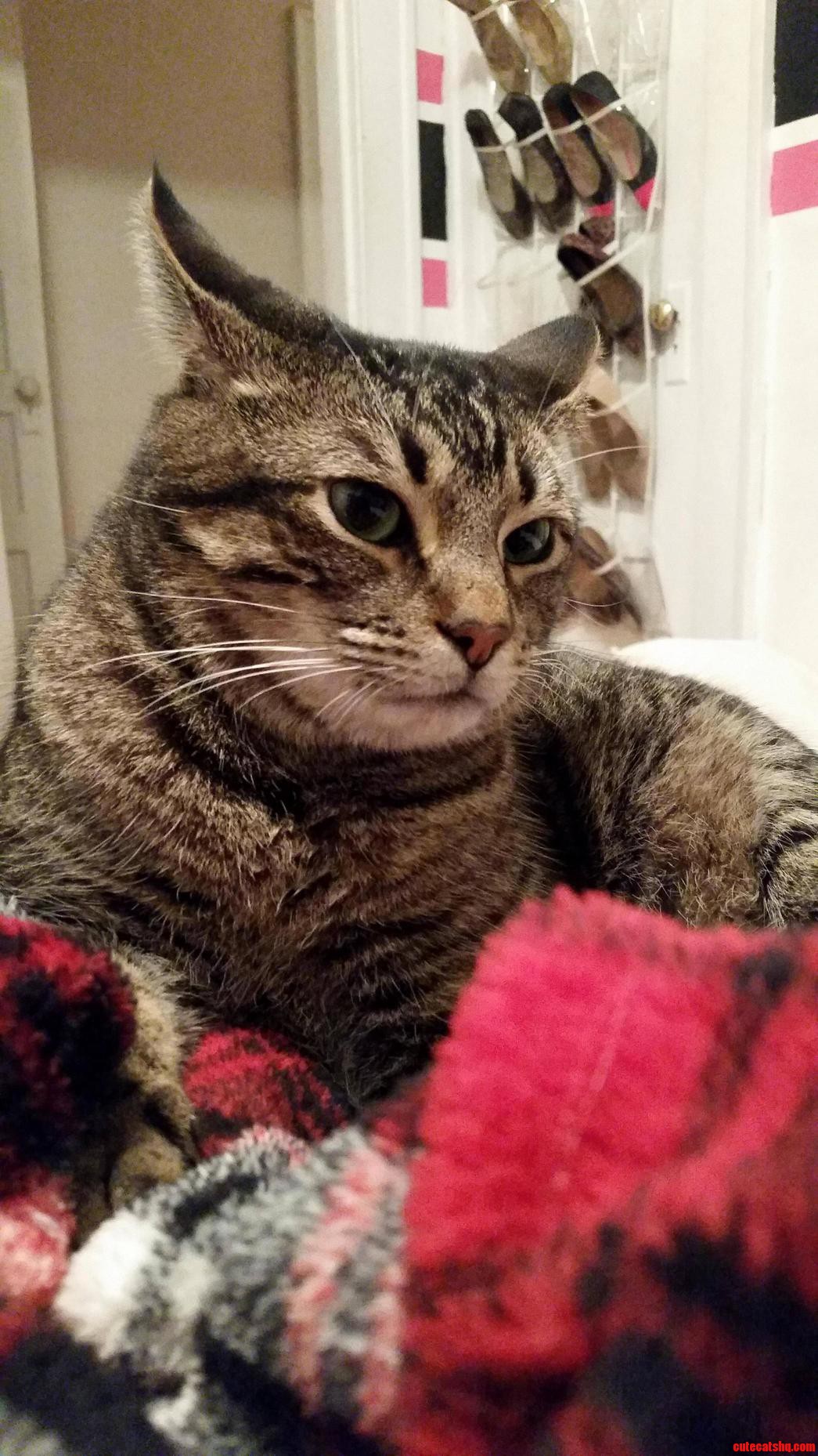 My Regal Boy Nettik.