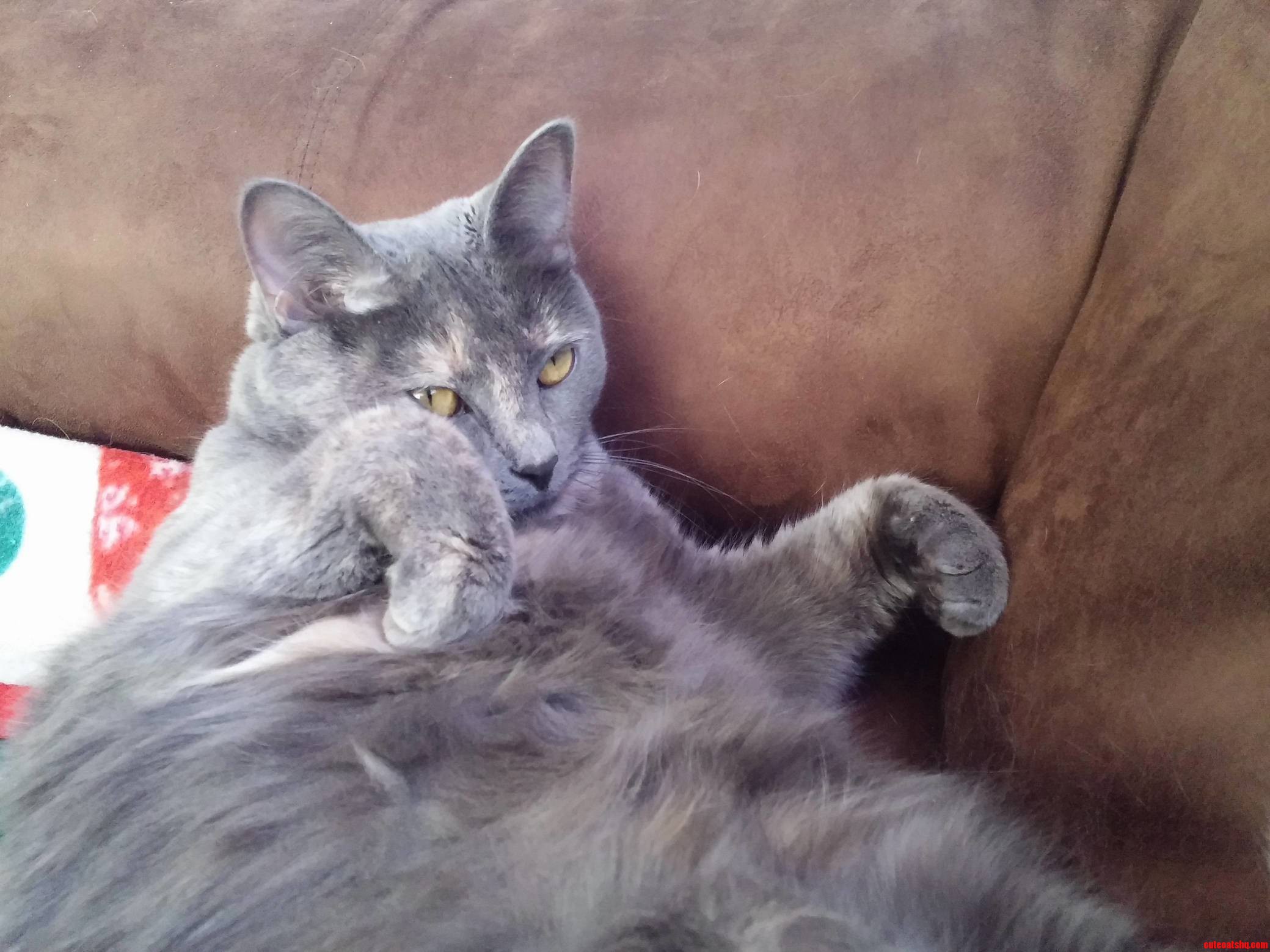 My Rotund Kitty Nyan. She Looks Like a Mountain.