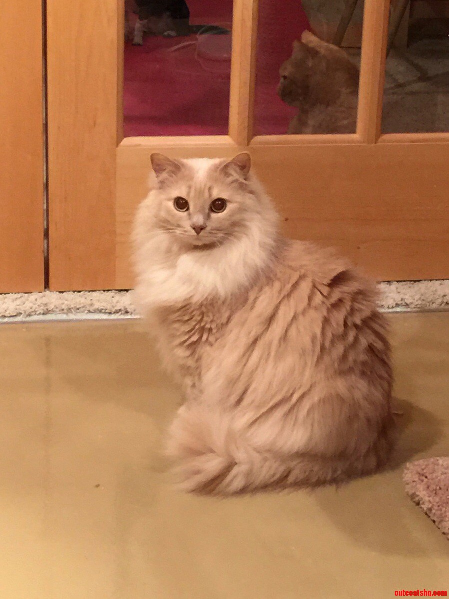 My Sister Rescued This Diva I Took This Pic After I Used the Furimator on Her.