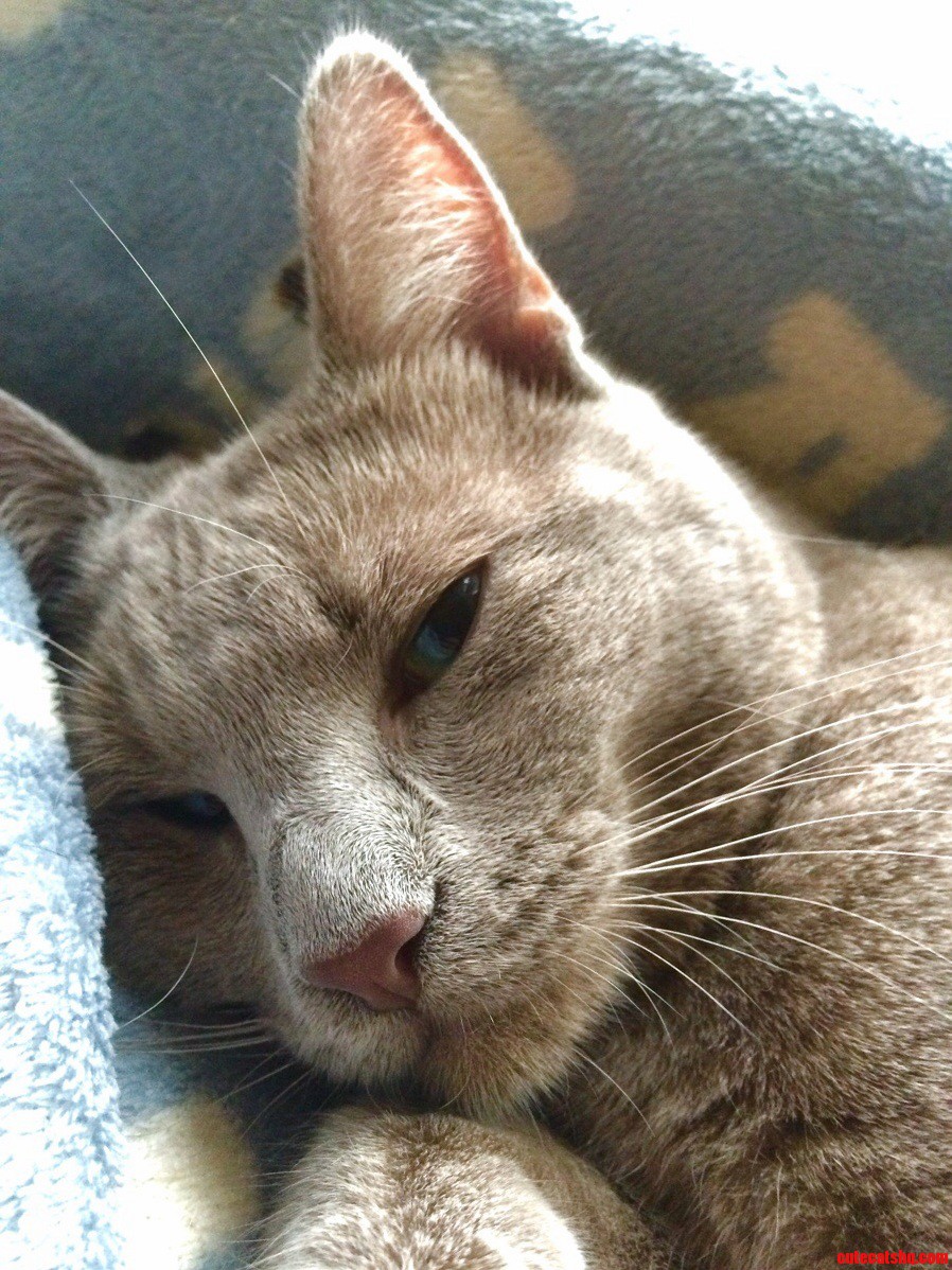My Sweet Boy Recovering from the Vet.