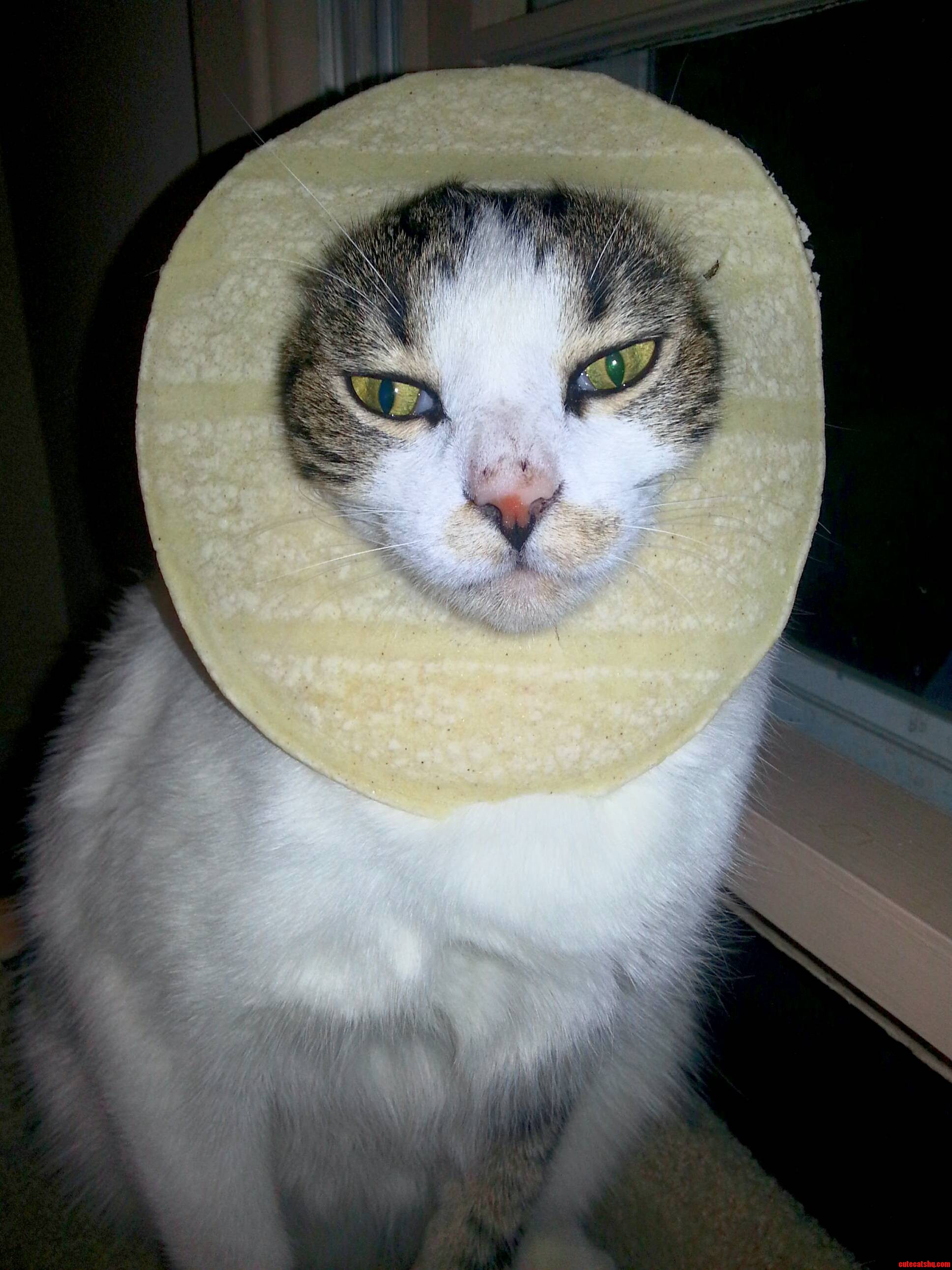 My Taco Cat.