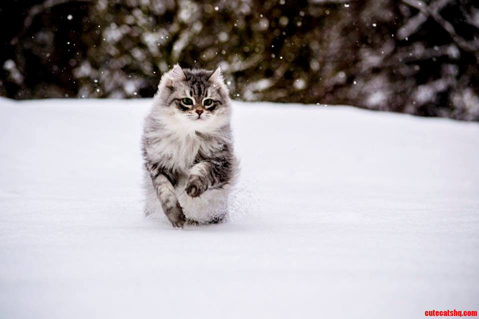 My Uncles Cat Seeing Snow the First Time in Her Life