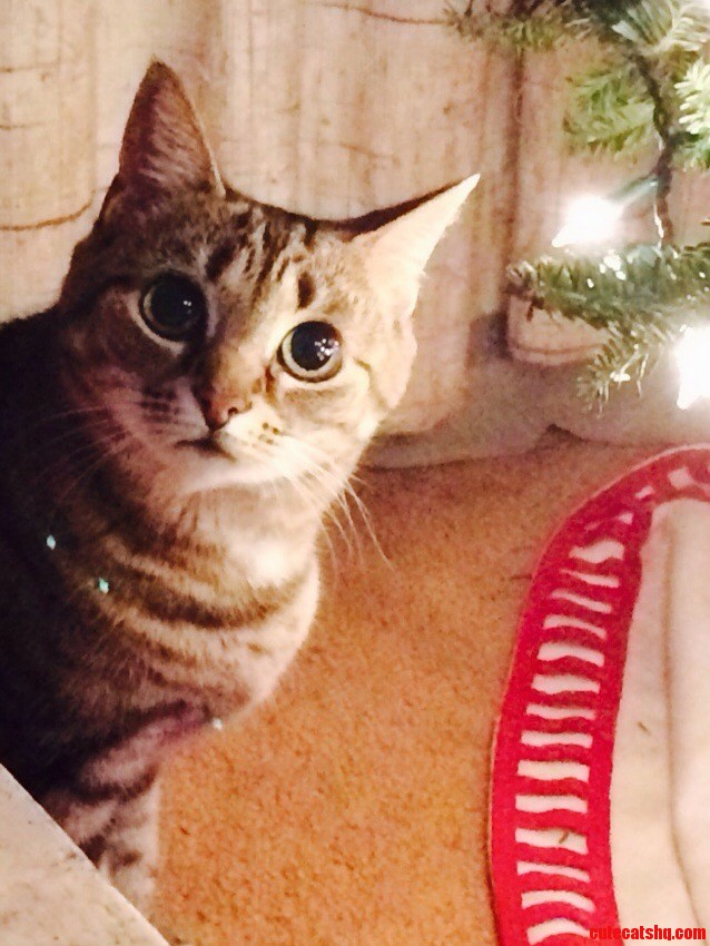 Nala Looking Majestic in the Tree Lights