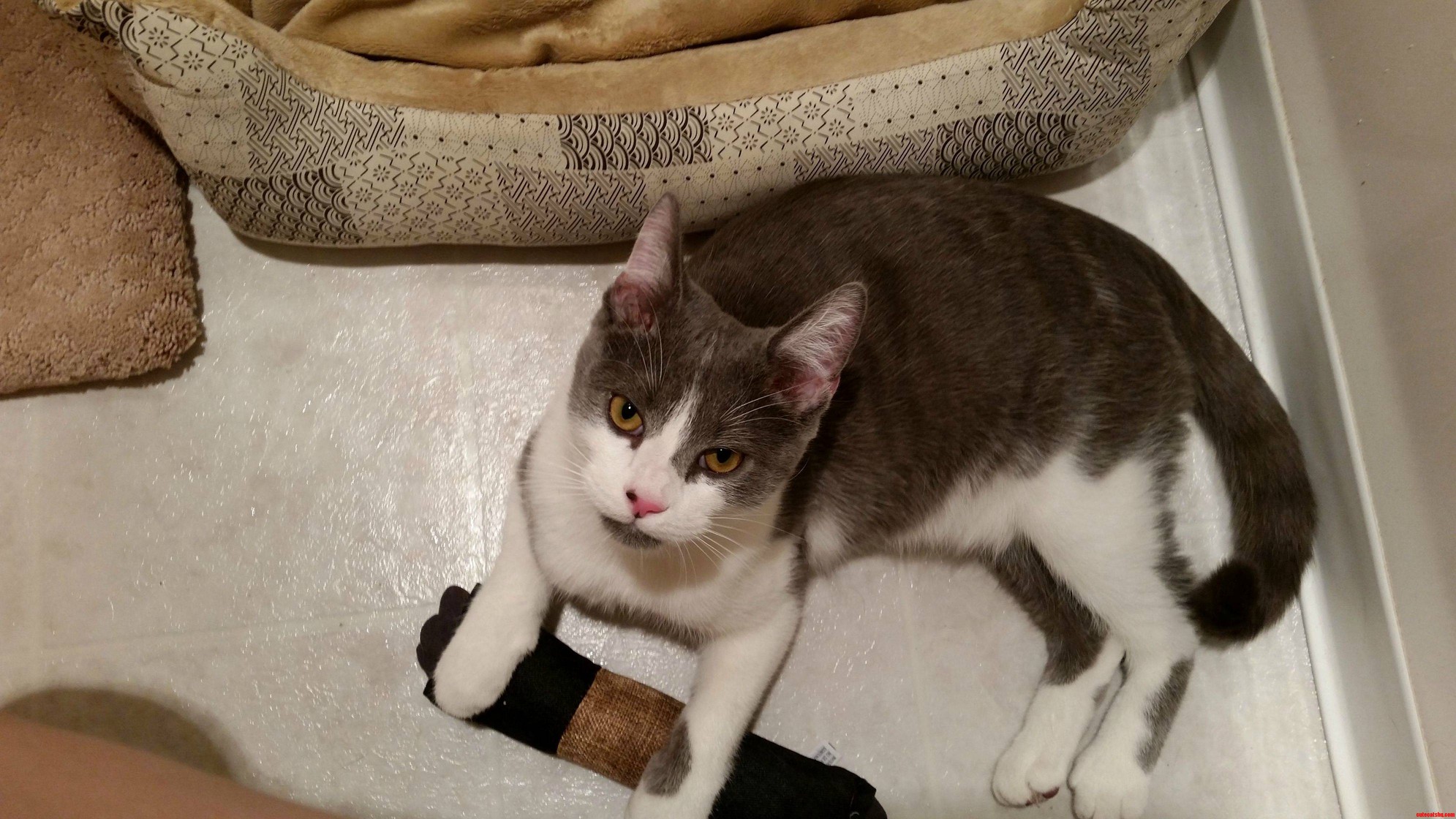 Need Help with My New Cat