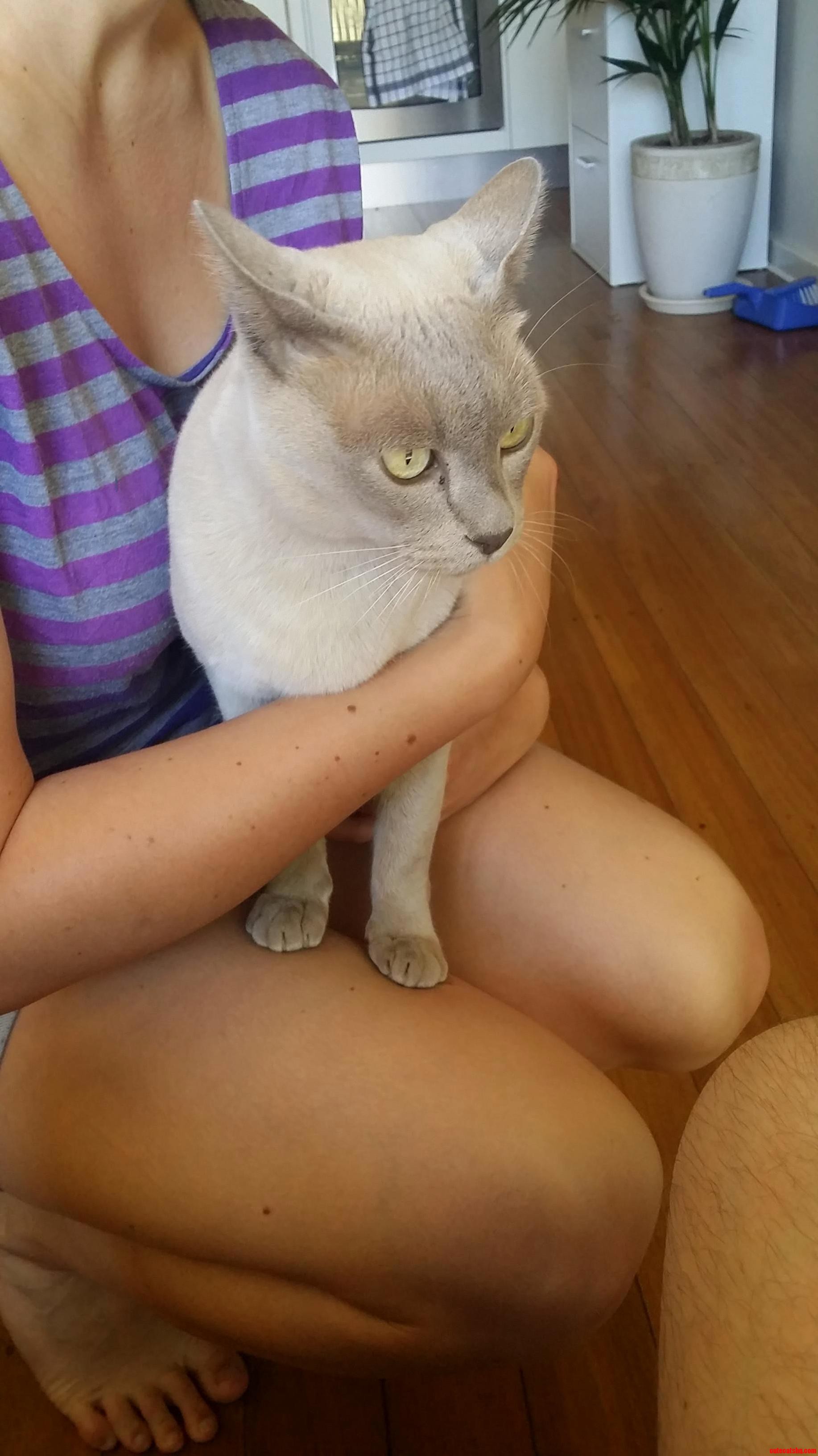 Neighbors Cat Visits Us Everyday. Stayed Wondering What Sort It Was. Can Anyone Help