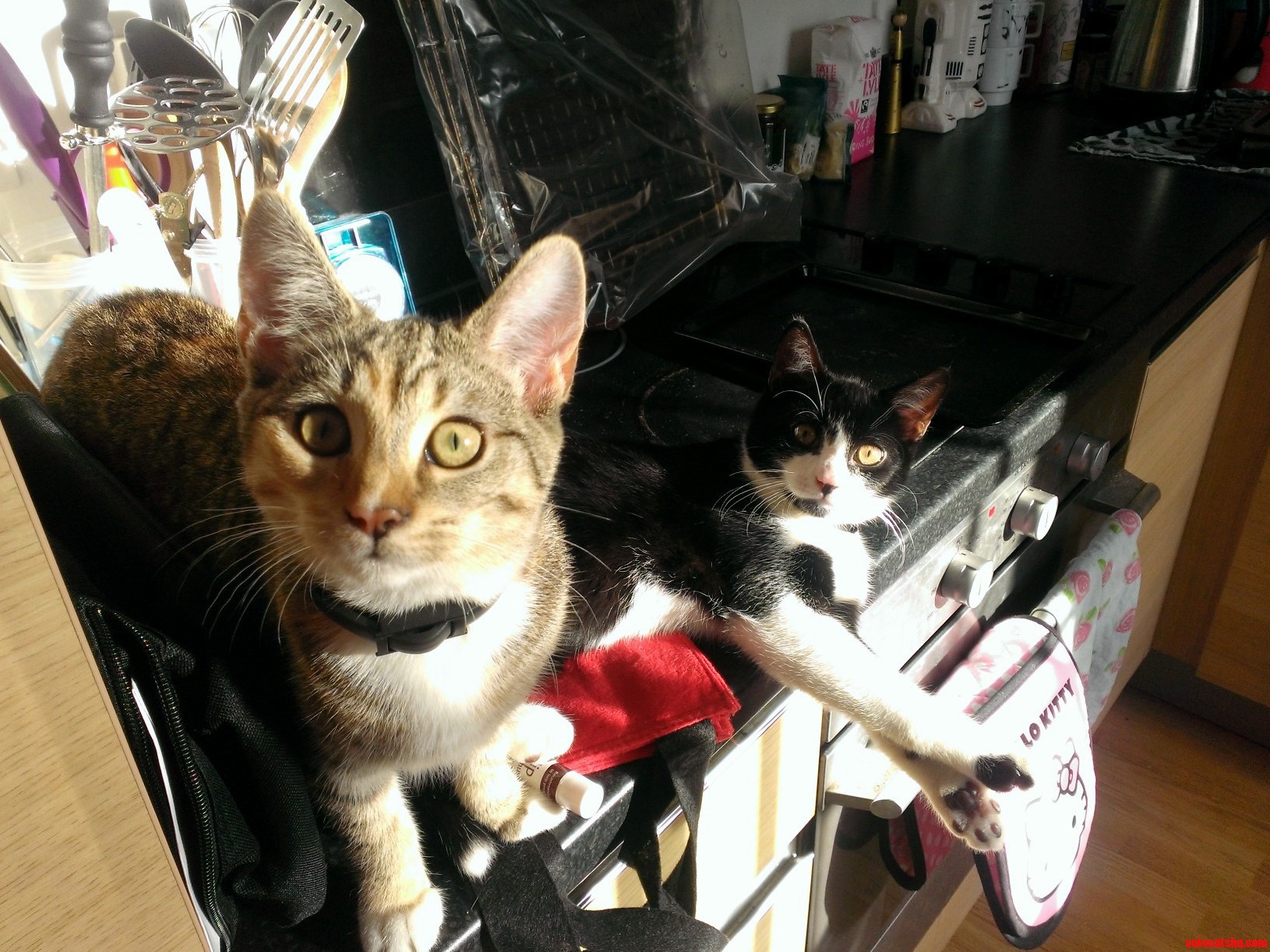 Nibbler and Rocket Soaking Up Some Rays