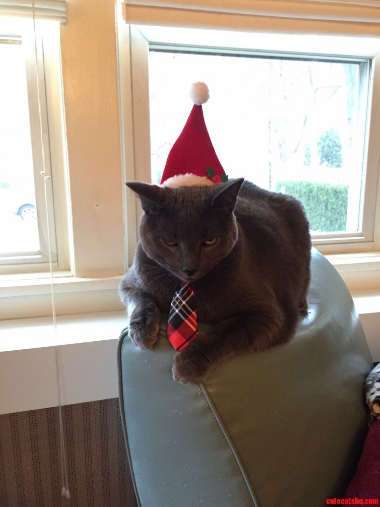 Not-so-merry Christmas from Baxter I May Have to Sleep with One Eye Open Tonight..