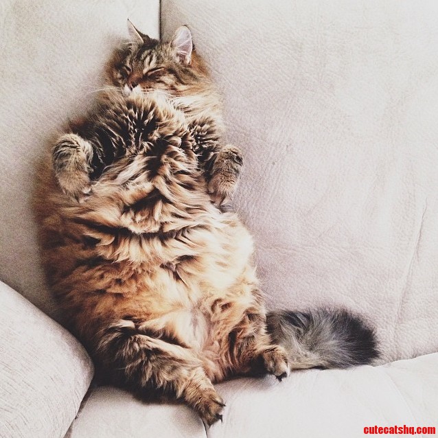 Now Accepting Belly Rubs